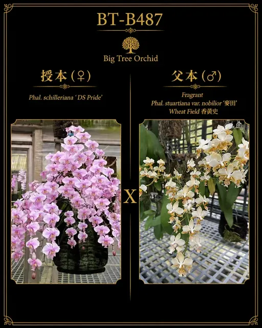 Phalaenopsis schilleriana x stuartiana (Phalaenopsis)