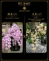 Phalaenopsis (schilleriana ‘DS’s Pride’ x stuartiana ‘麦田’)