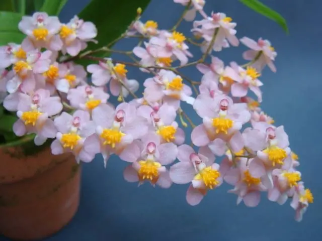 Oncidium Tsiku Marguerite 'CTC290' (Oncidium)