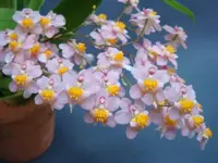 Onc. Tsiku Marguerite 'CTC290'