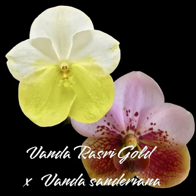 Vanda Rasri Gold x sanderiana