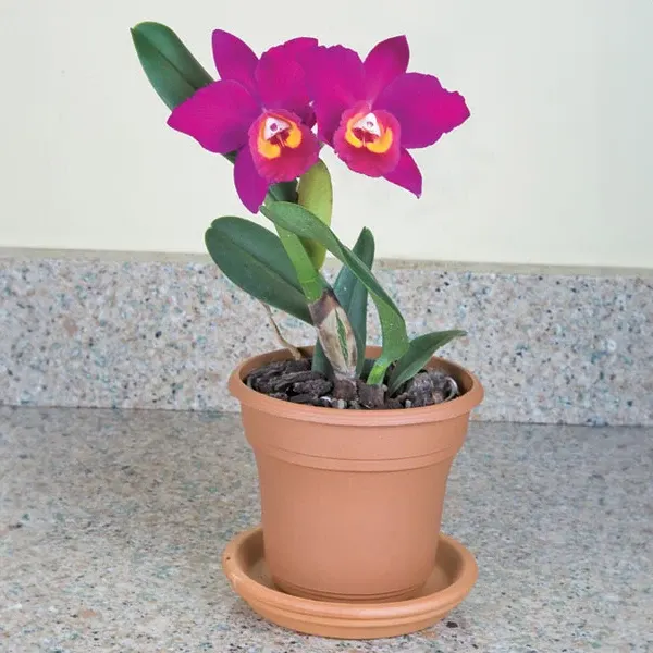 Potinara Orchid Hawaiian Prominence ‘America’ AM/AOS