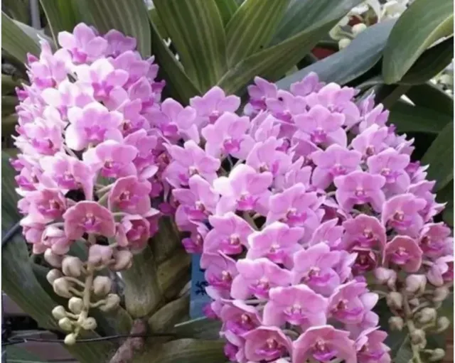 Rhynchostylis gigantea x sib 'Pink'