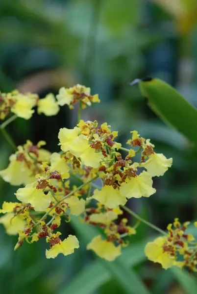 Oncidium GOLDEN SHOWERS
