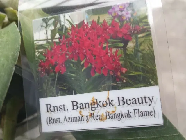 Vanda Rnst Bangkok Beauty