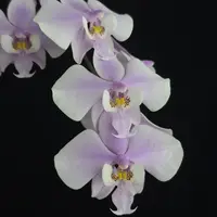 Phalaenopsis Orchid Plant - Near Bloom Size, Fragrant Mottled Leaf - Phalaenopsis schilleriana