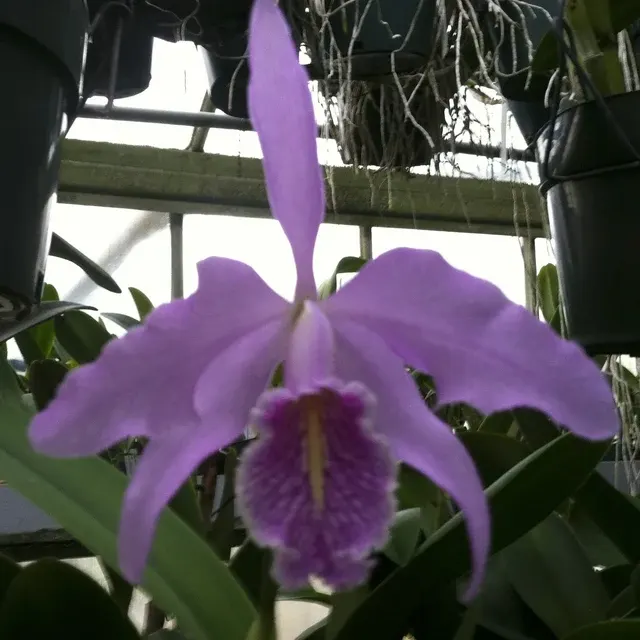 Cattleya maxima 'Gorgeous' (Cattleya)