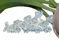 Bryobium hyacinthoides