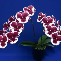Phalaenopsis King Car Clown 2.5"