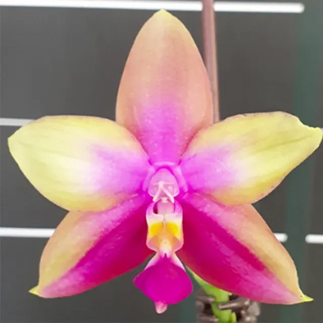 Phalaenopsis Tabasco Tex