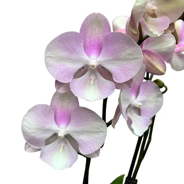 Phalaenopsis Venetian Carnival
