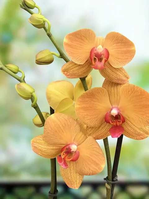 Phalaenopsis Orchid ‘Carrotcake’
