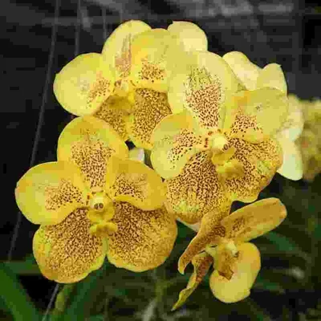 Vanda Jairak Classy Brown Spot (Vanda)