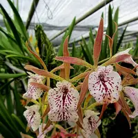 Encyvola Jairak Treasure 'Pitohui'
