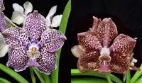 Papilionanda Sopita Blue