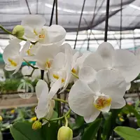 Phalaenopsis Orchid Cliffhanger Mature Plant - Ready To Flower