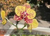 Phal. Norman's Golden Leopard 'Fortune , Note: New ! Special Promotion ' (Chiada Gloria x Zheng Min Anaconda)
