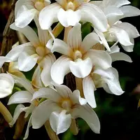 Dendrobium chameleon sp.