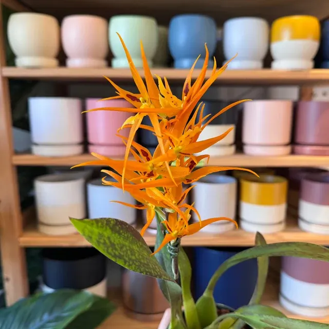 Brassada Orange Delight 'Hilo Sunrise'