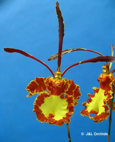 Psychopsis Mendenhall FCC/AOS , BS 'Hildos' (Psychopsis)