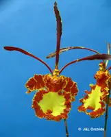 Psychopsis Mendenhall 'Hildos' FCC/AOS , BS
