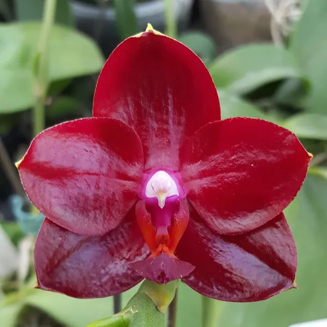 Phalaenopsis Allura 'Ruby Diamond'