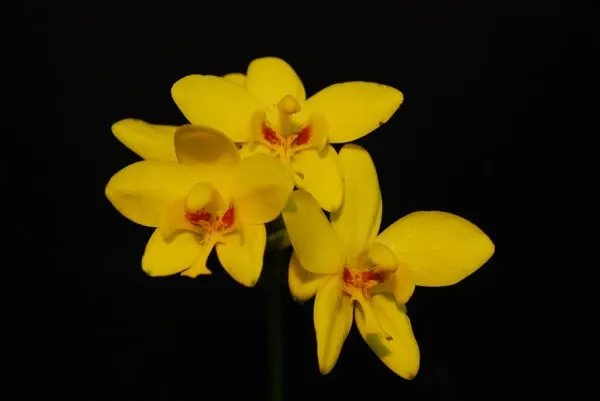 Spathoglottis TROPICAL PINEAPPEL