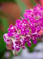 Rhynchonopsis Dragon Charmy