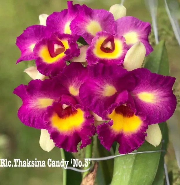 Brassolaeliocattleya Thaksina Candy '#3' (Brassolaeliocattleya)