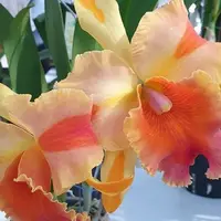 Rhyncholaeliocattleya Amazing Thailand 'Magician' 4.0" Fragrant