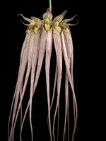 Bulb. longissimum (CIL) ( - - Bulbophyllum ) Bulb.=Bulbophyllum