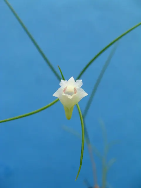 Dendrobium tenellum (Dendrobium)