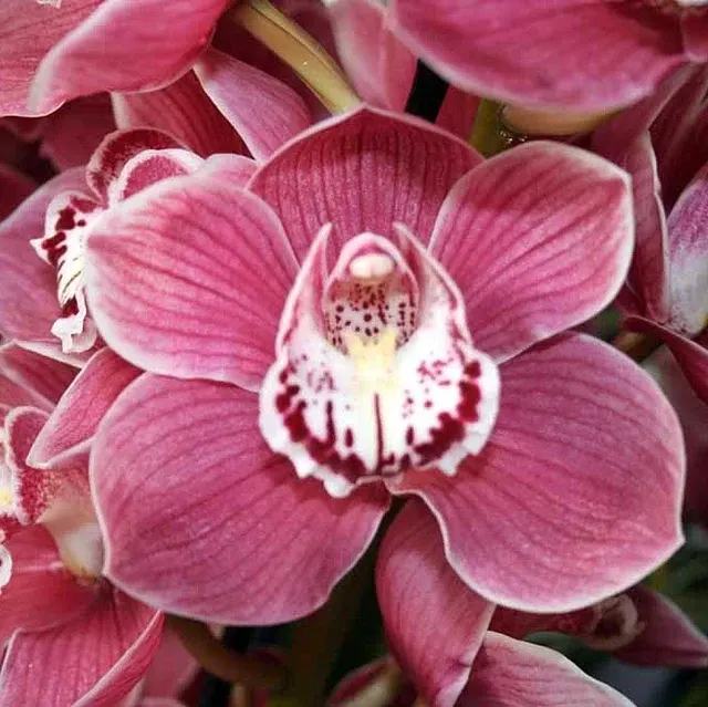 Cymbidium Kuralta Park 'Tennyson' (Cymbidium)