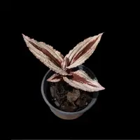 [Bare-root][Import AS-IS] Crepidium calophyllum 美葉沼蘭 [1.7 NBS][July Preorder]