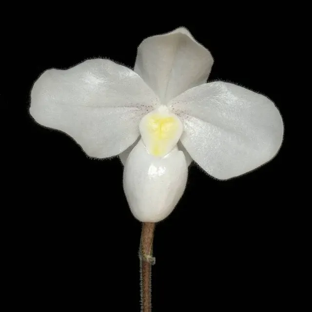 Paphiopedilum Deception II 'Snowball'