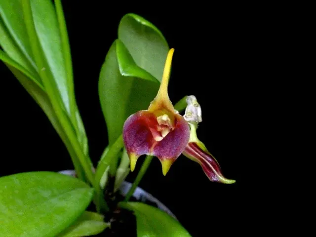 Masdevallia patchicutzae (Masdevallia)