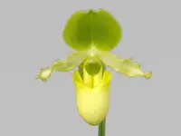 Paph. primulinum (3" Blooming Size - not in flower)