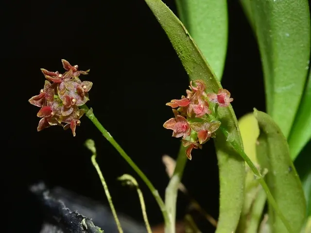 Platystele ortiziana