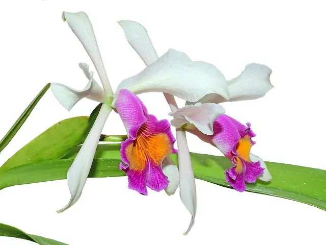 Cattleya Kiat Tan (Cattleya)