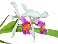Cattleya Kiat Tan