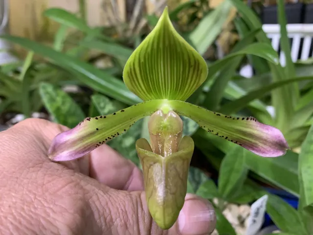 Paphiopedilum virens (Paphiopedilum)