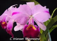 C. trianae 'Mooreana' FCC/RHS Div. (CSTM) (Hybrid)