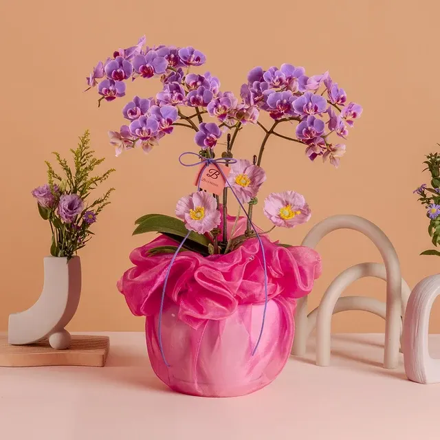 Phalaenopsis Indira Purple Mini