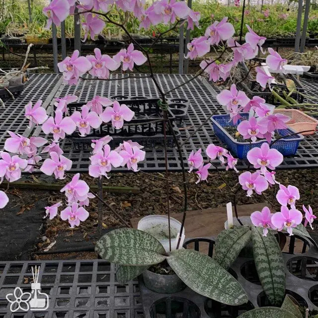 Phalaenopsis schilleriana 'Quezon'