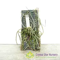 Chiloschista viridiflava 'Green Yellow'