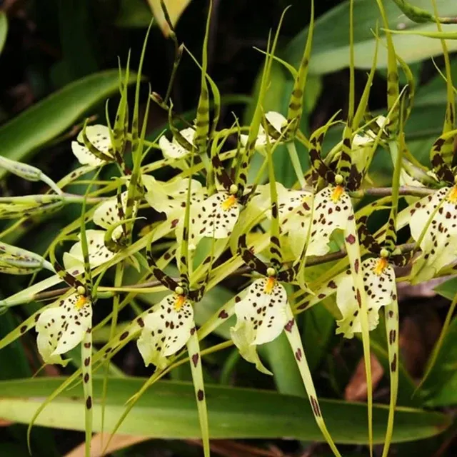 Brassia maculata (Brassia)