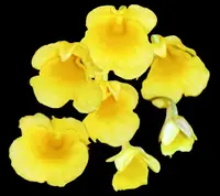 Dendrobium jenkinsii - Miniature Orchid