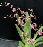 Flowering Size Plant - Oncidium Tsiku Marguerite 'Pink Fantasy'