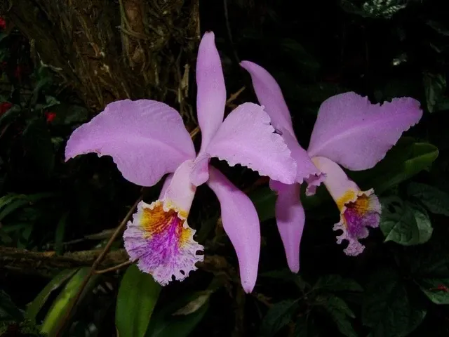Cattleya mossiae var tipo (Cattleya)