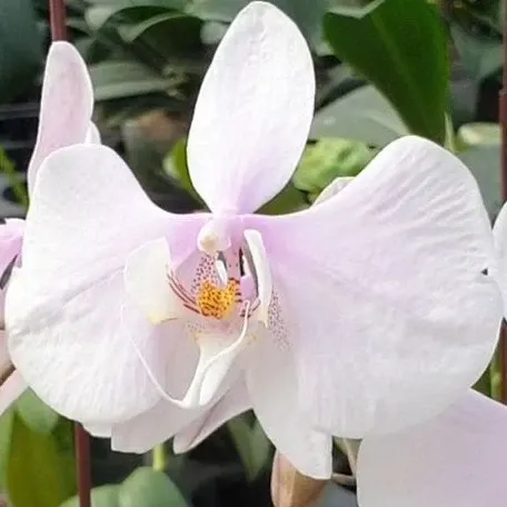 Phalaenopsis amabilis 'Surabaya' × sib (Phalaenopsis)